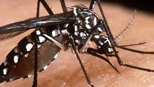 DENGUE – CHIKUNGUNIA – ZIKA | Saiba a diferenças dos sintomas
