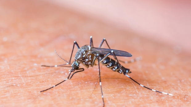 Dengue, Zika e Chikungunya: diagnóstico preciso garante tratamento eficaz