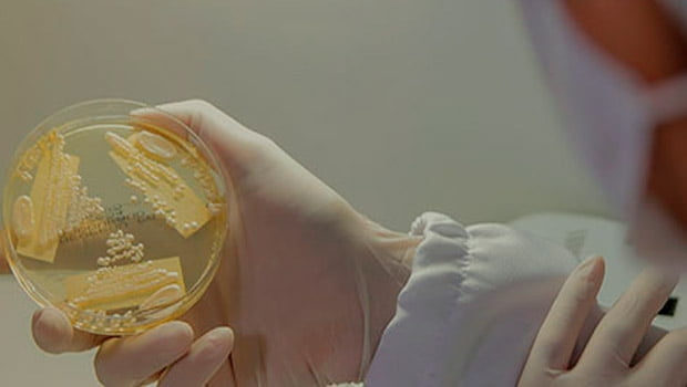 Candida auris: Labchecap inicia pesquisas com CDC dos Estados Unidos